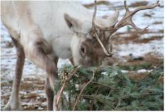 Reindeer Games Day! Reindeer Games Day!